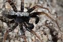 Pardosa_lugubris_D7408_Z_87_NP De Hoge Veluwe_Nederland